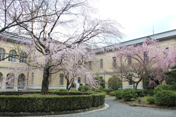 3366-13.3.22 朝9時の旧本館中庭桜全体風景.jpg